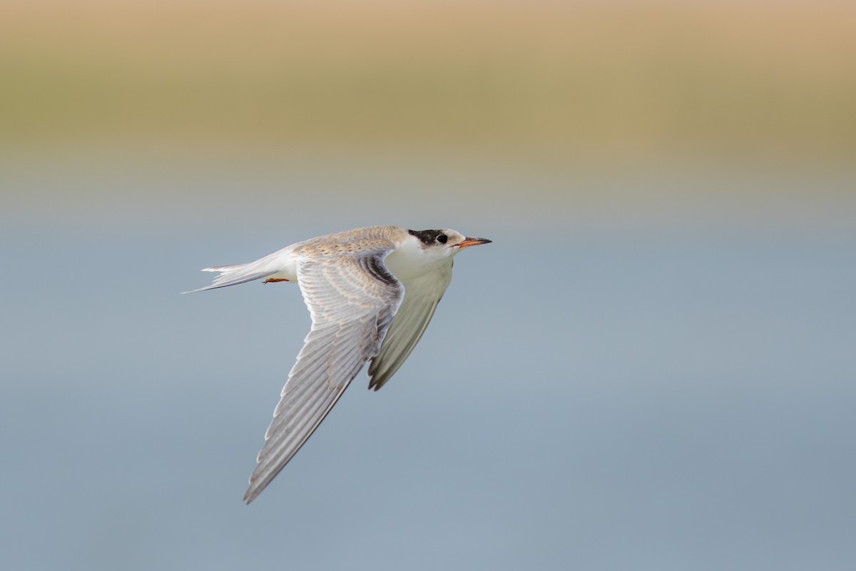 Речная крачка - ML647657095