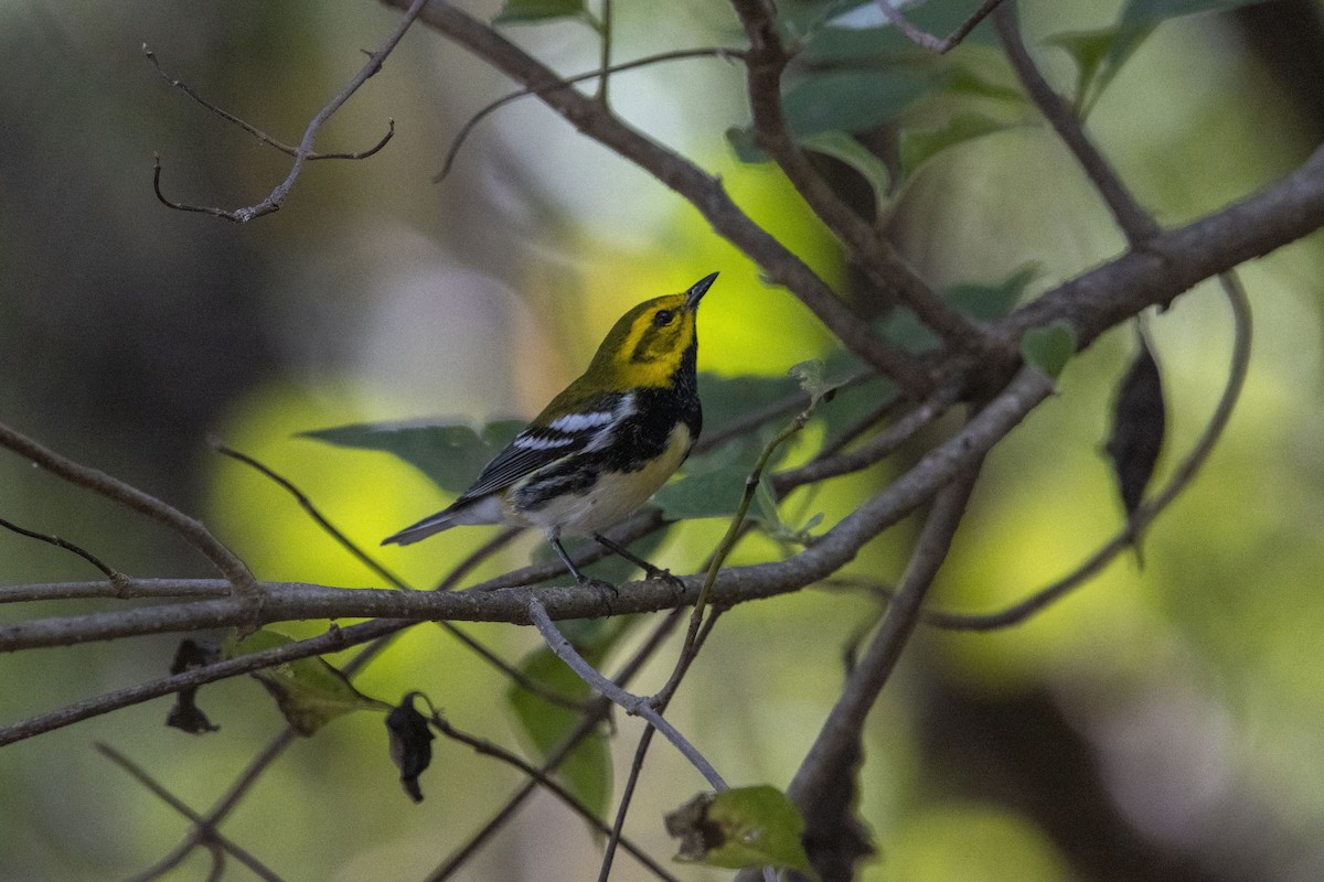 Black-throated Green Warbler - ML647657096
