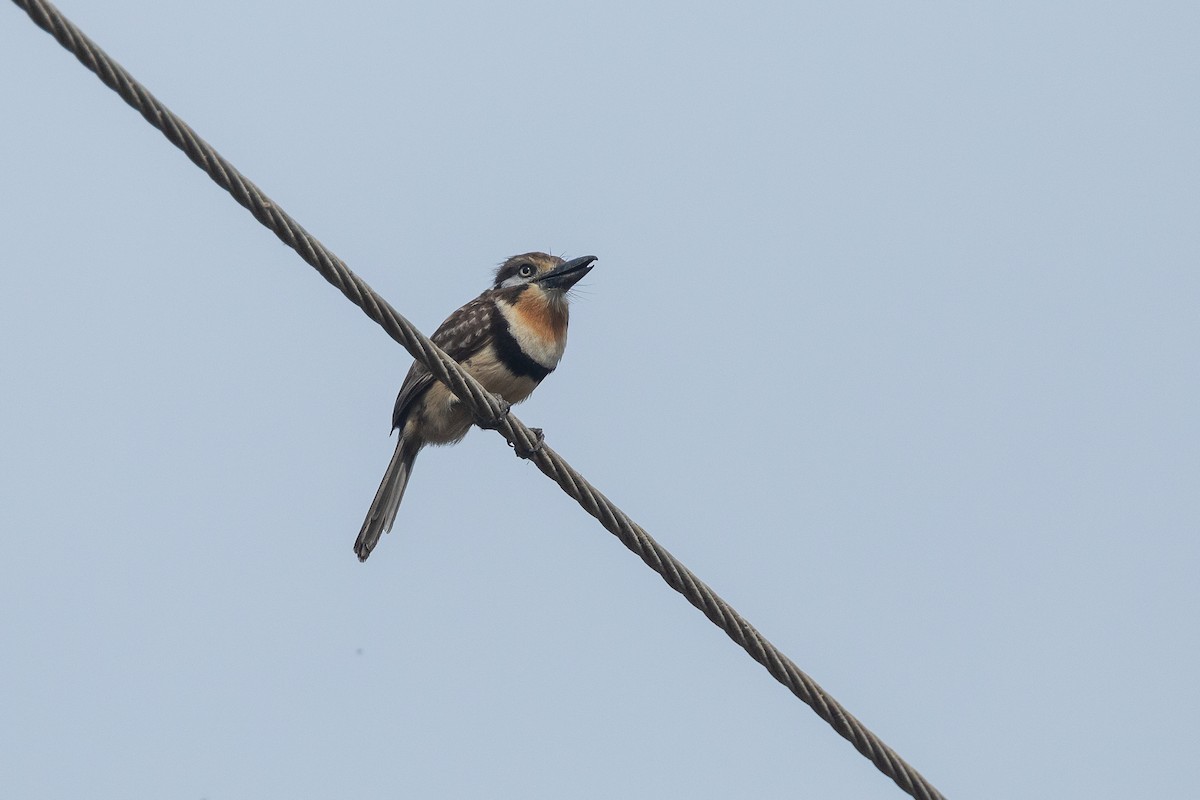 Russet-throated Puffbird - ML647657097