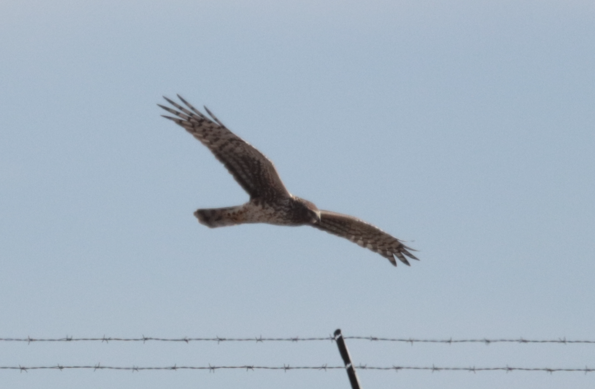 Американский лунь - ML647657099