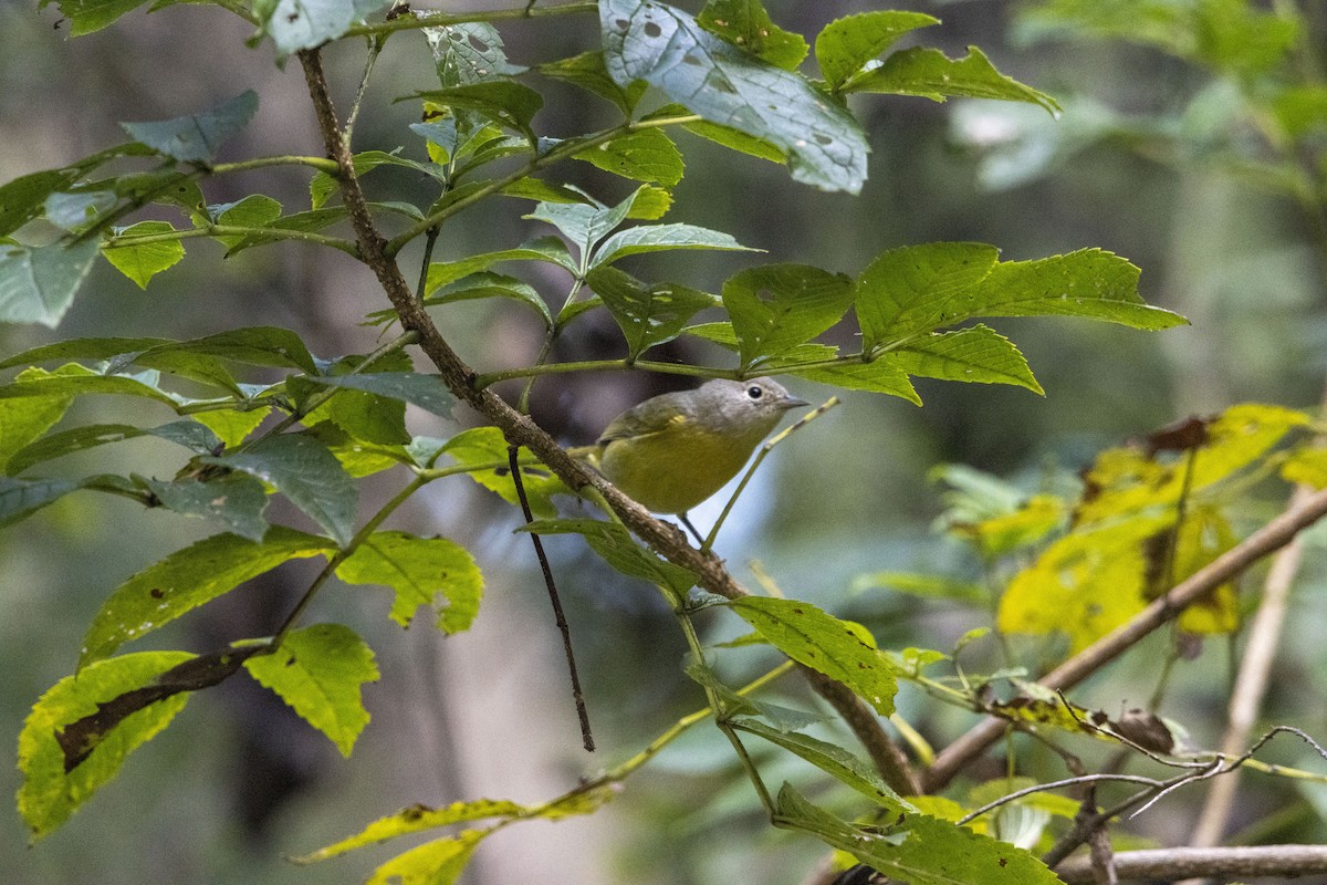 Красношапочная древесница - ML647657100