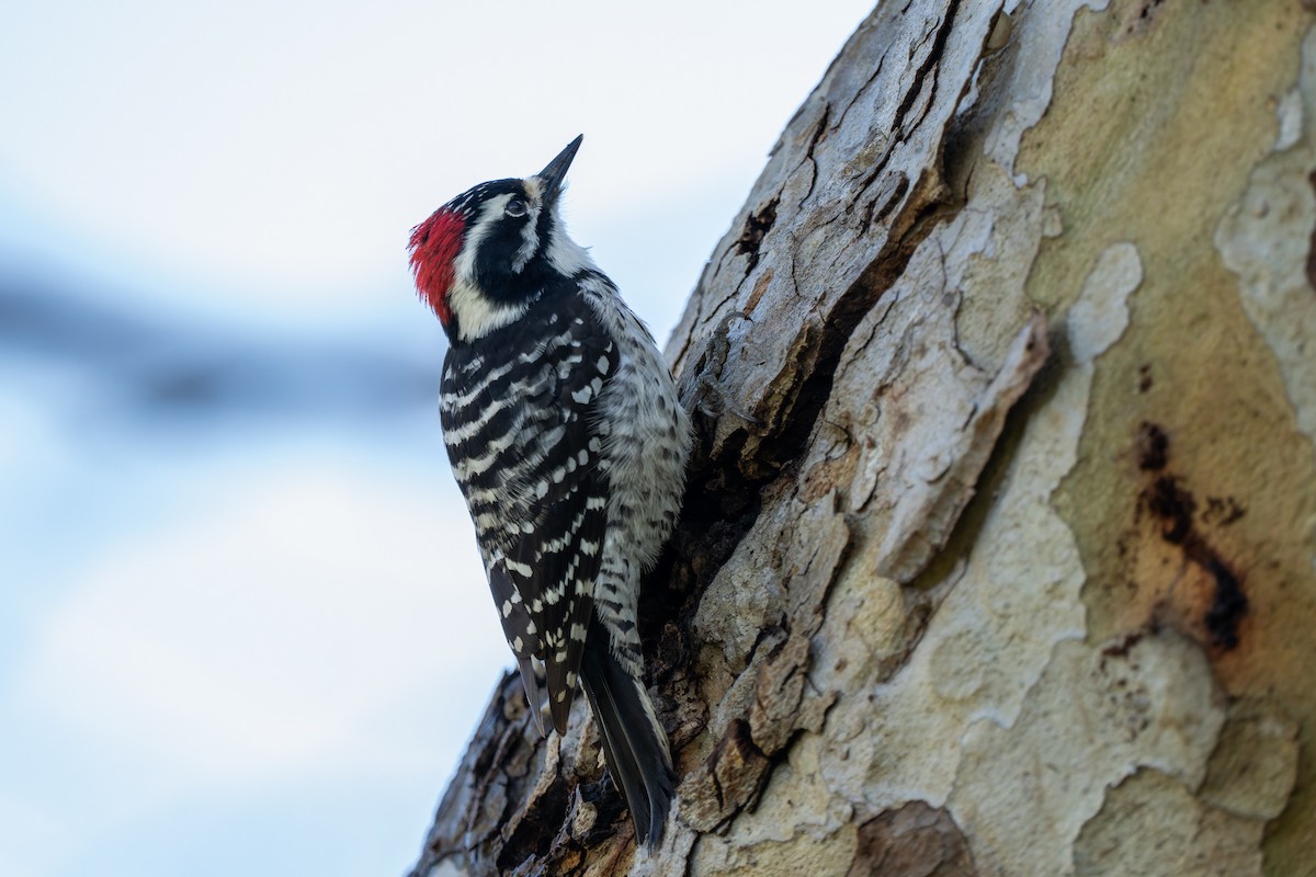 Калифорнийский дятел - ML647657102