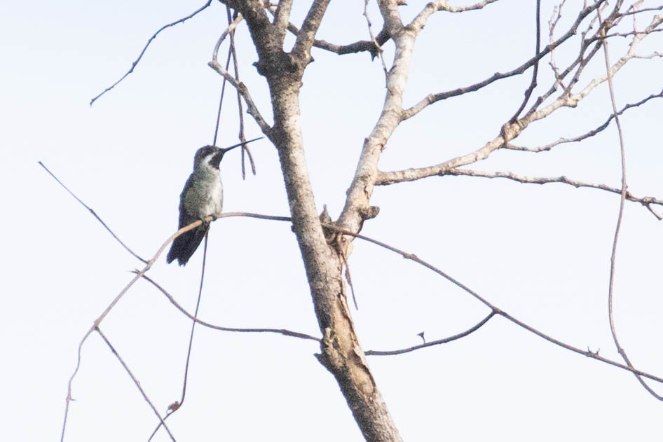 Длинноклювый ангел - ML647657103