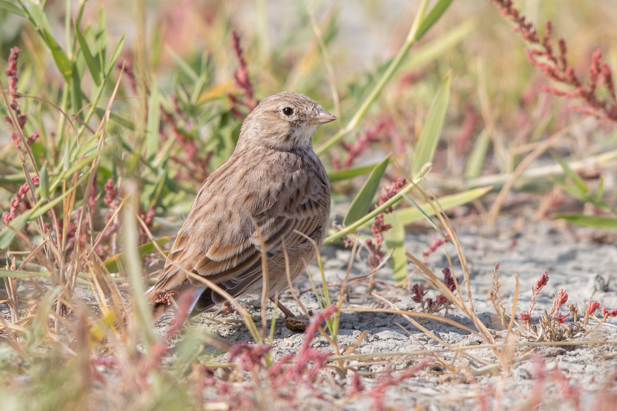 Солончаковый жаворонок - ML647657104