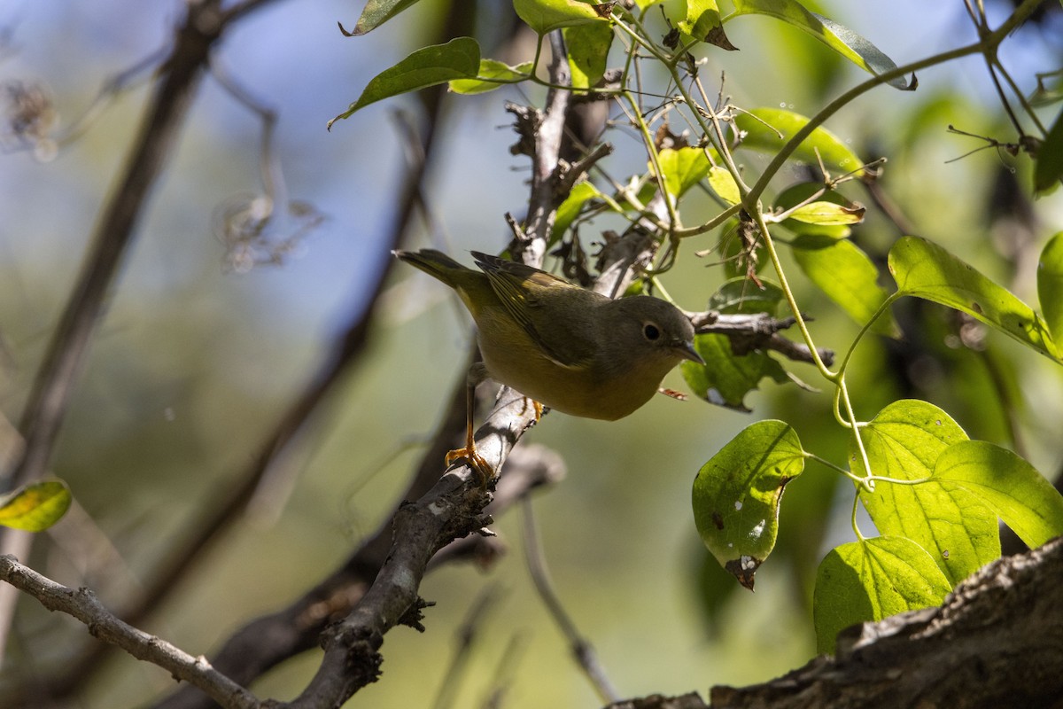 Красношапочная древесница - ML647657105