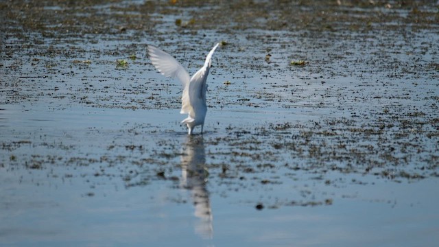 Snowy Egret - ML647657106
