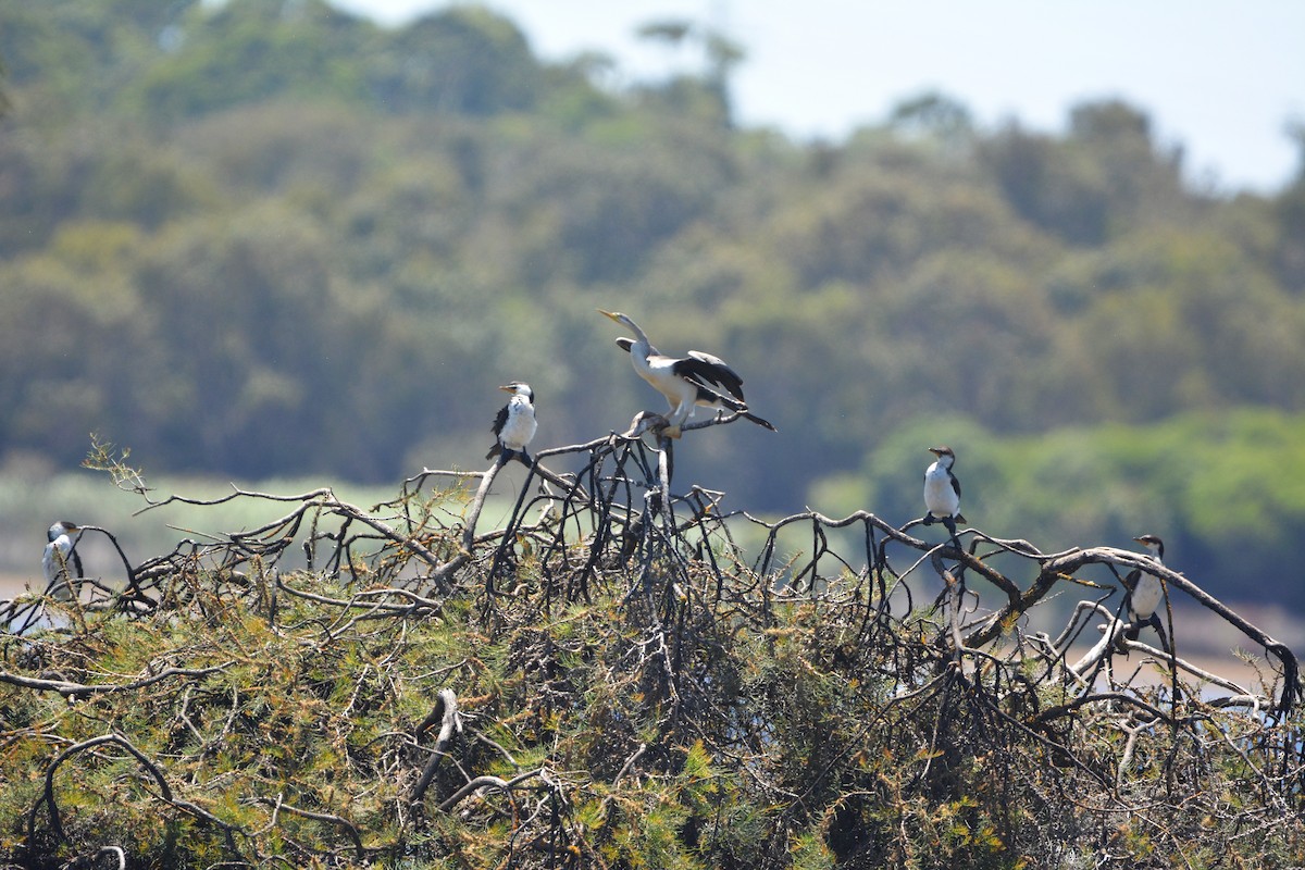 Австралийская змеешейка - ML647657107