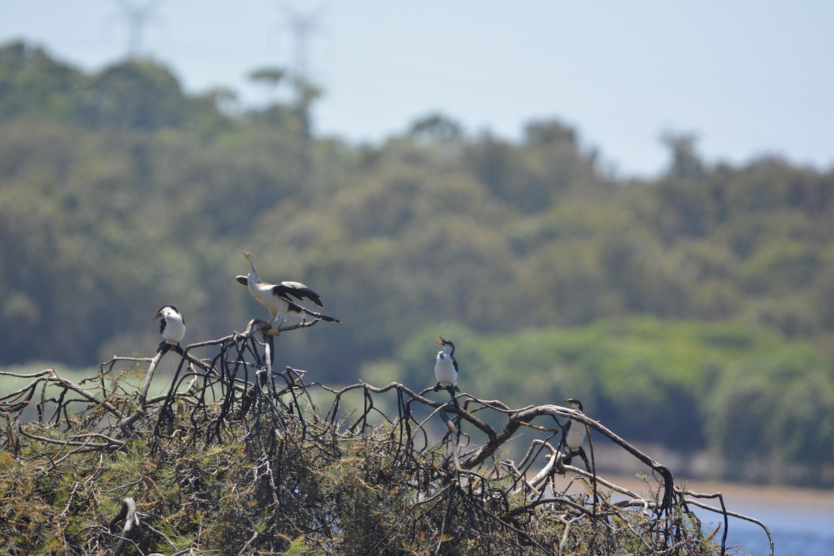 Австралийская змеешейка - ML647657108