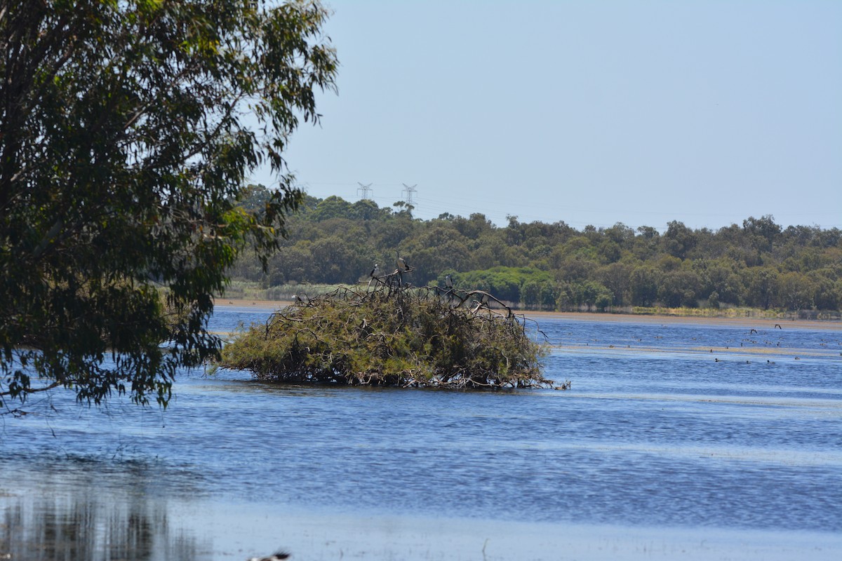 Австралийская змеешейка - ML647657109