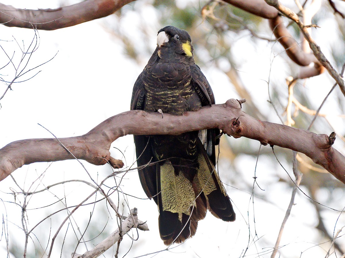 Желтохвостый траурный какаду - ML647657110