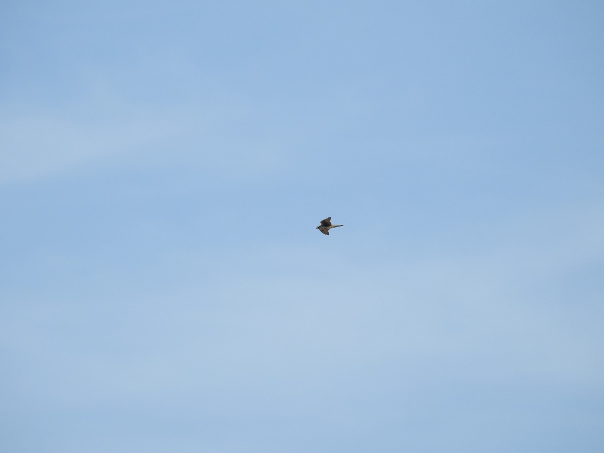 Мексиканский сокол - ML647657112