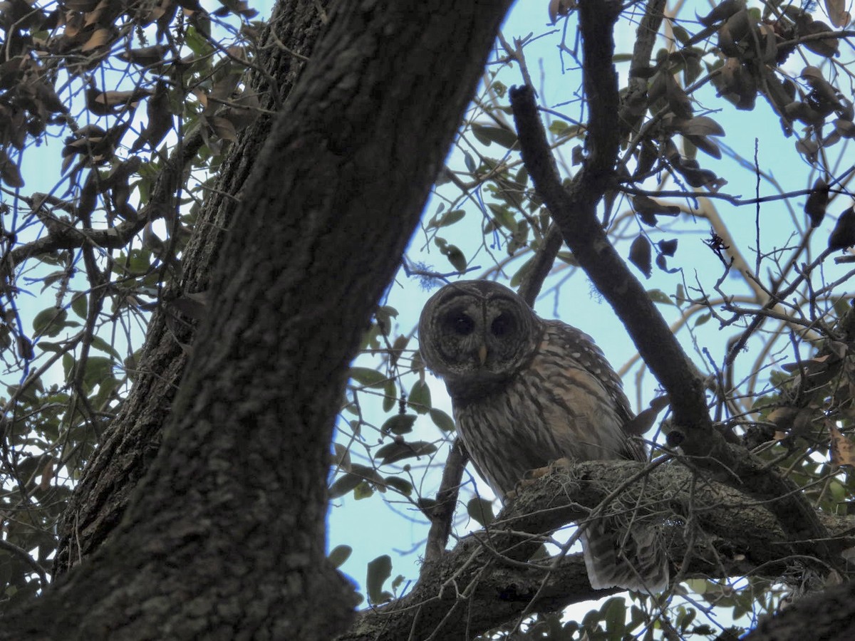 Полосатая неясыть - ML647657113