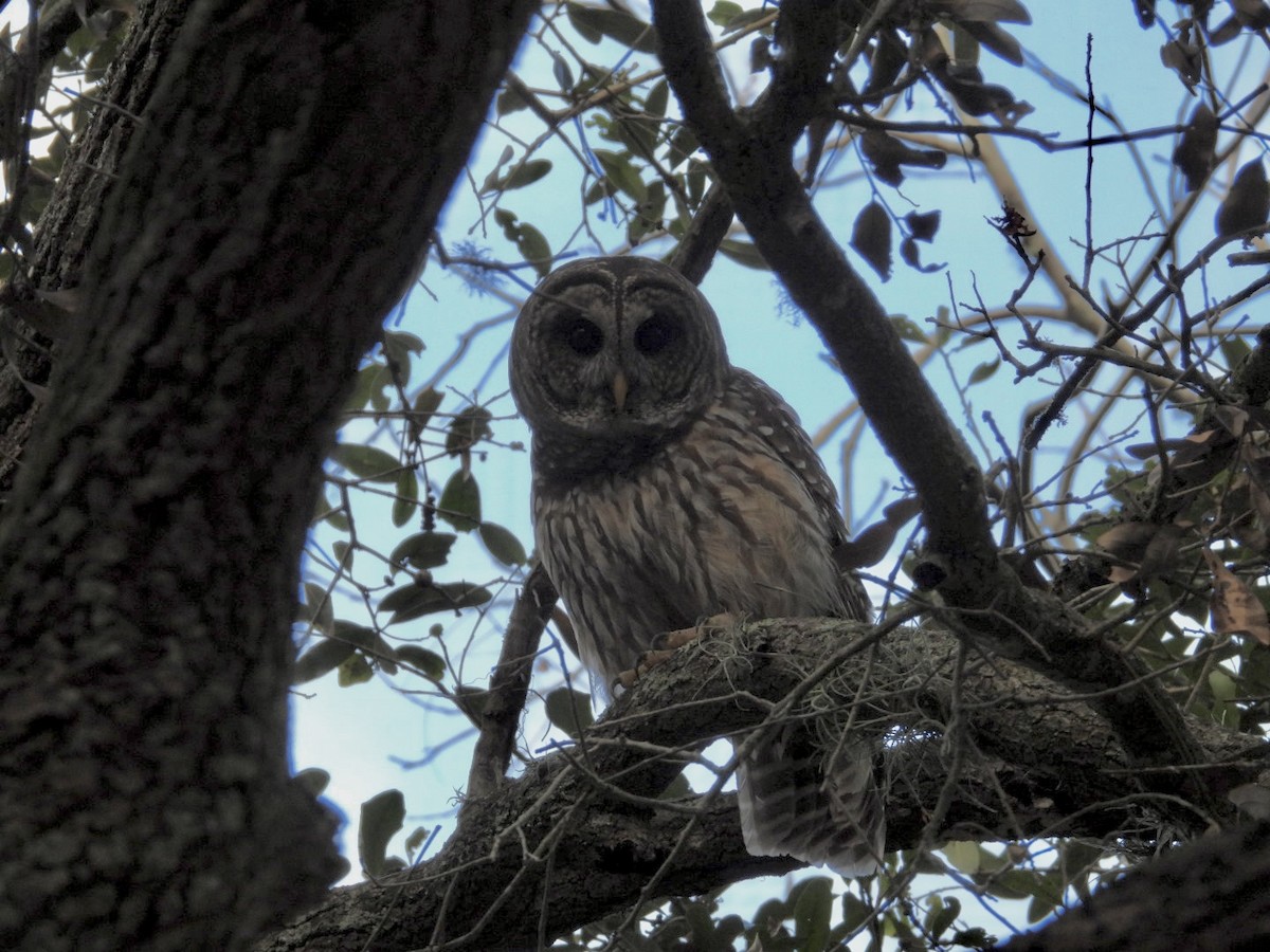 Полосатая неясыть - ML647657114