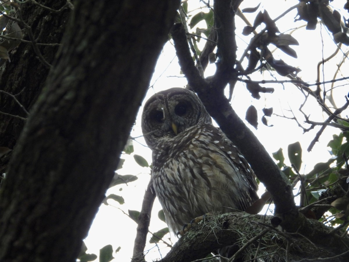 Полосатая неясыть - ML647657115