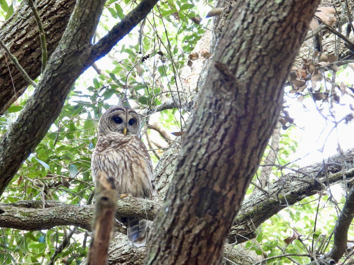 Полосатая неясыть - ML647657117