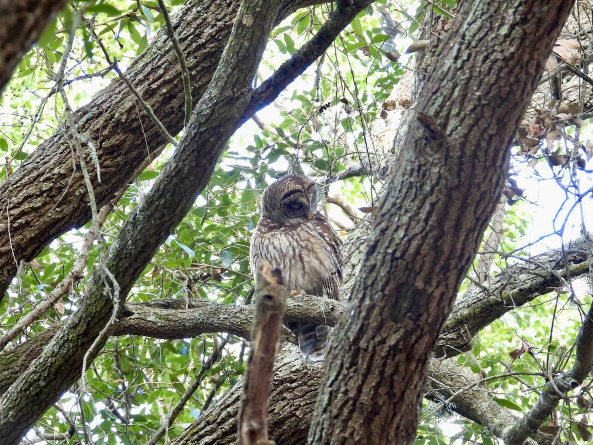 Полосатая неясыть - ML647657118