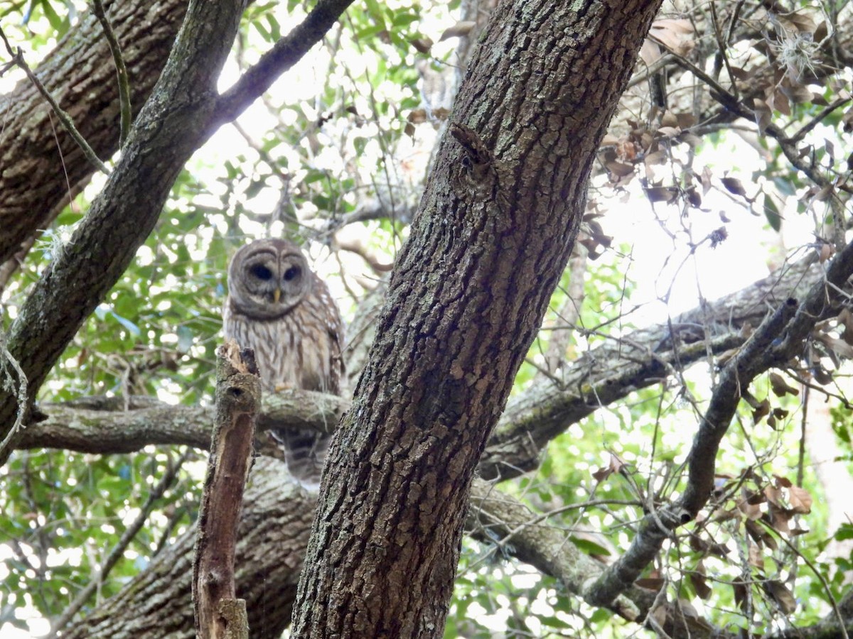 Полосатая неясыть - ML647657119