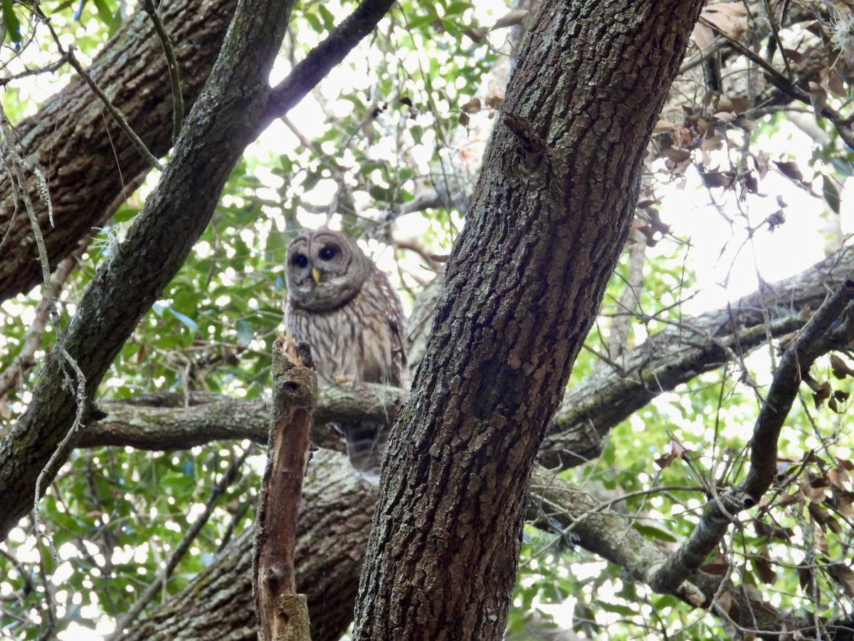 Полосатая неясыть - ML647657120