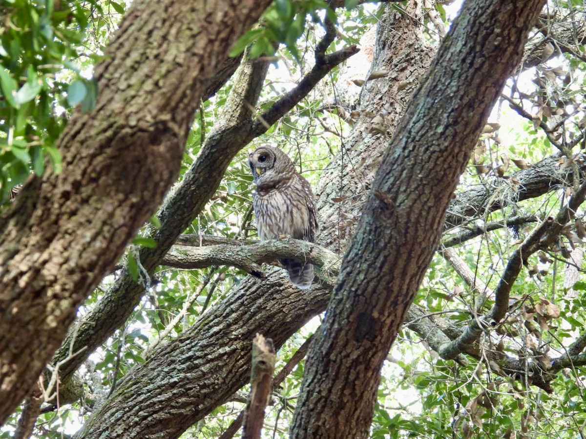 Полосатая неясыть - ML647657121