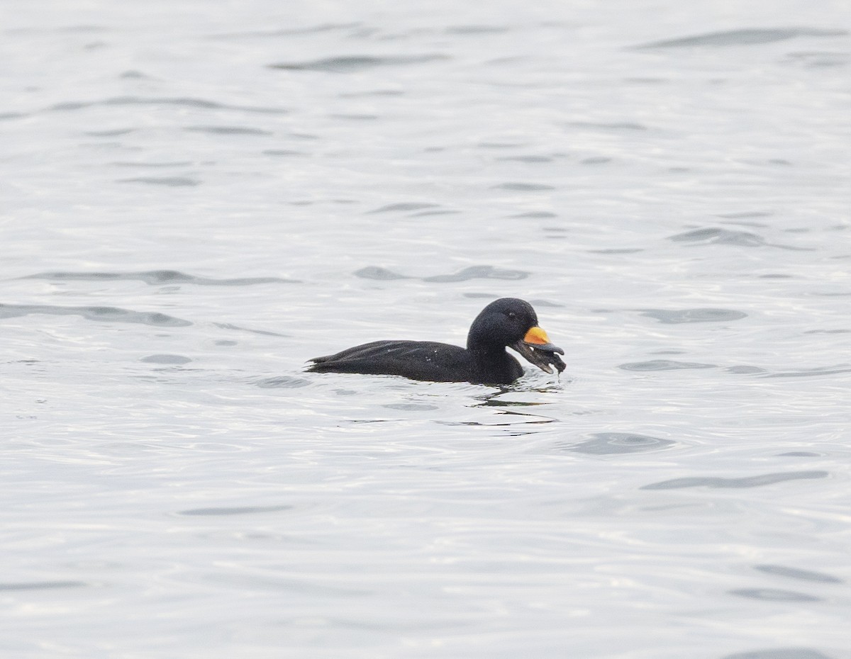 Американская синьга - ML647657123