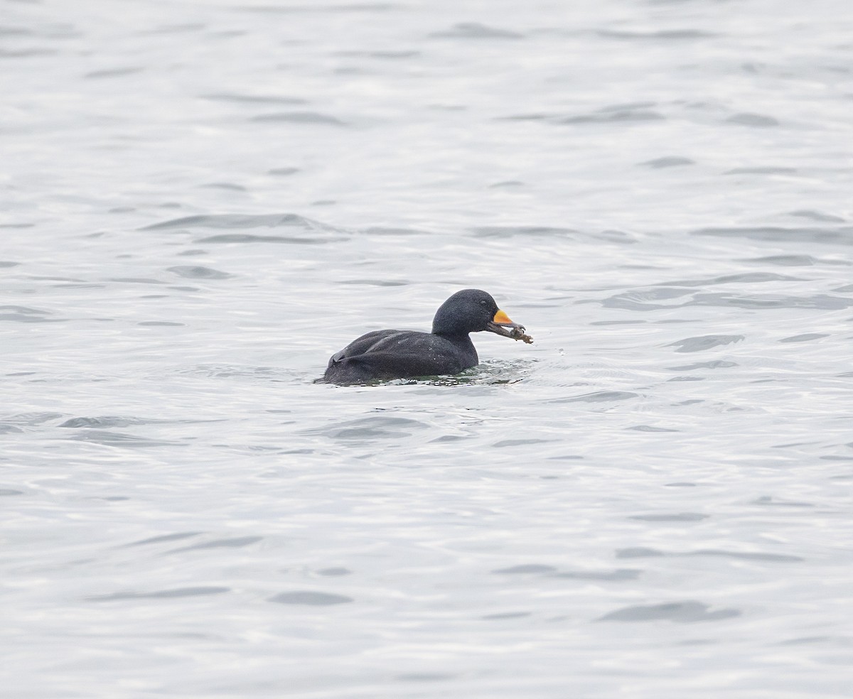 Американская синьга - ML647657124