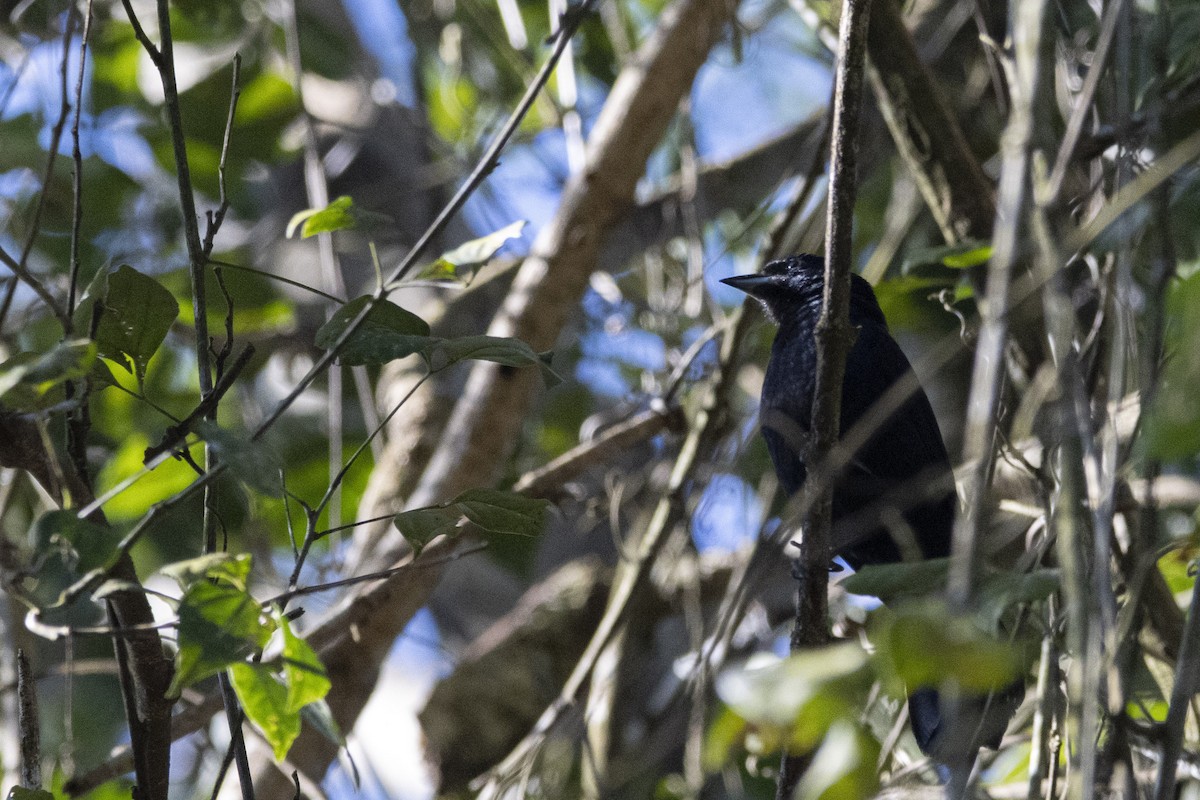 Чопи - ML647657125