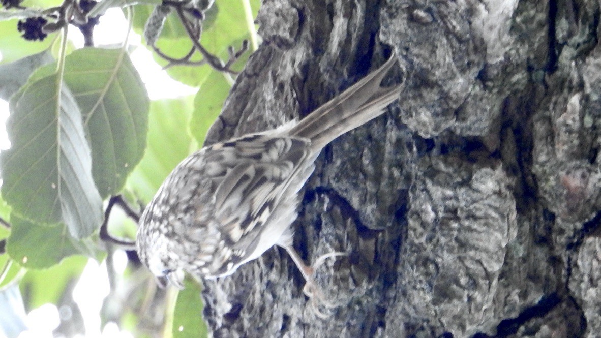 Короткопалая пищуха - ML647657126