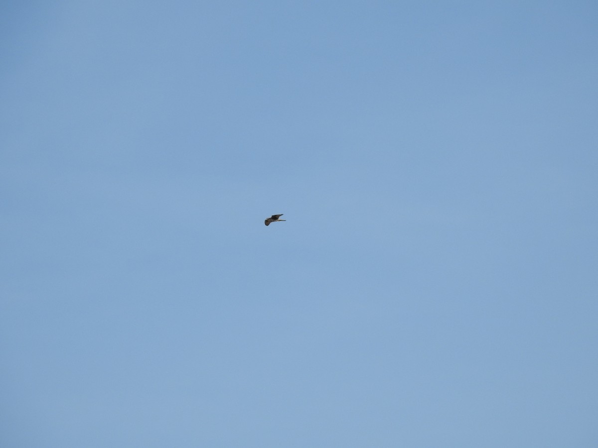 Мексиканский сокол - ML647657127