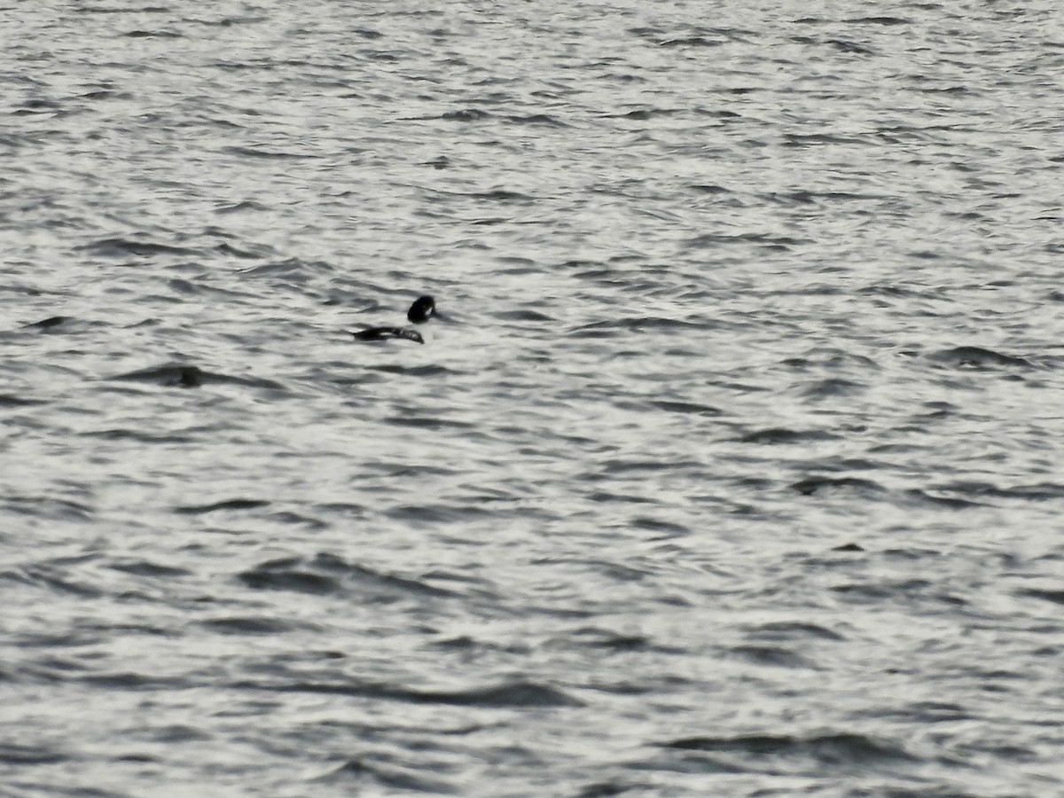 Исландский гоголь - ML647657134