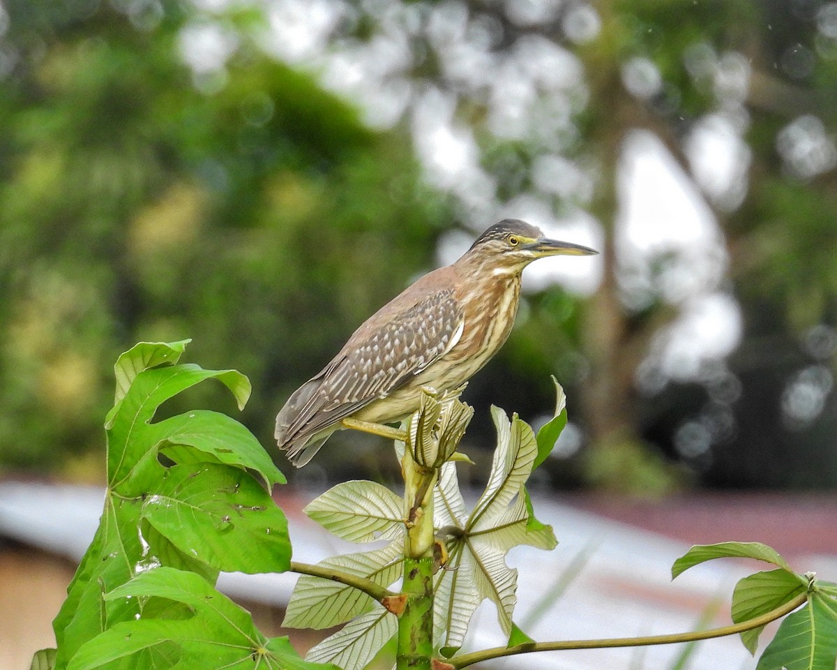 Striated Heron - ML647657136
