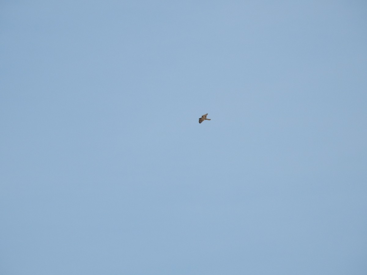 Мексиканский сокол - ML647657137