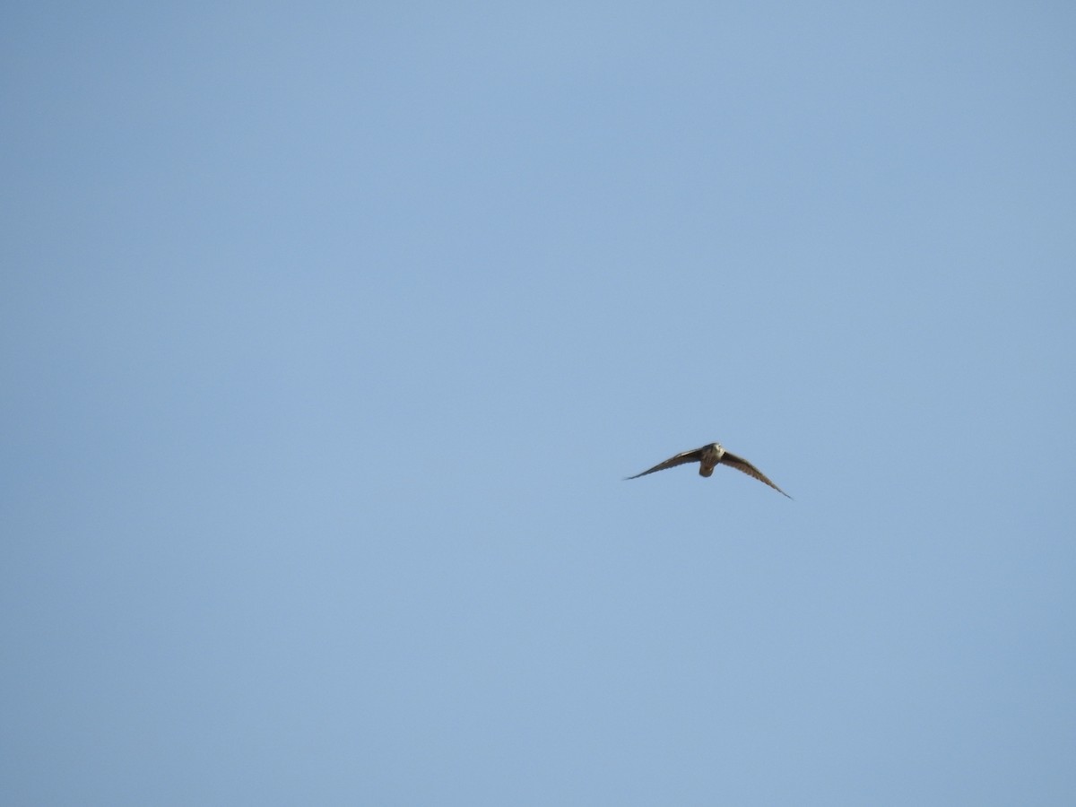 Prairie Falcon - ML647657143