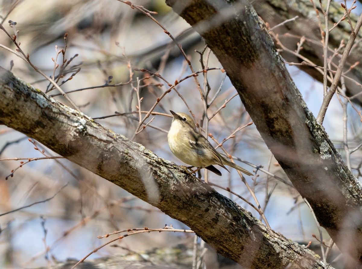 סבכון אורנים - ML647657189