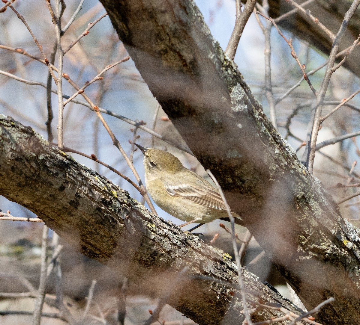 סבכון אורנים - ML647657194