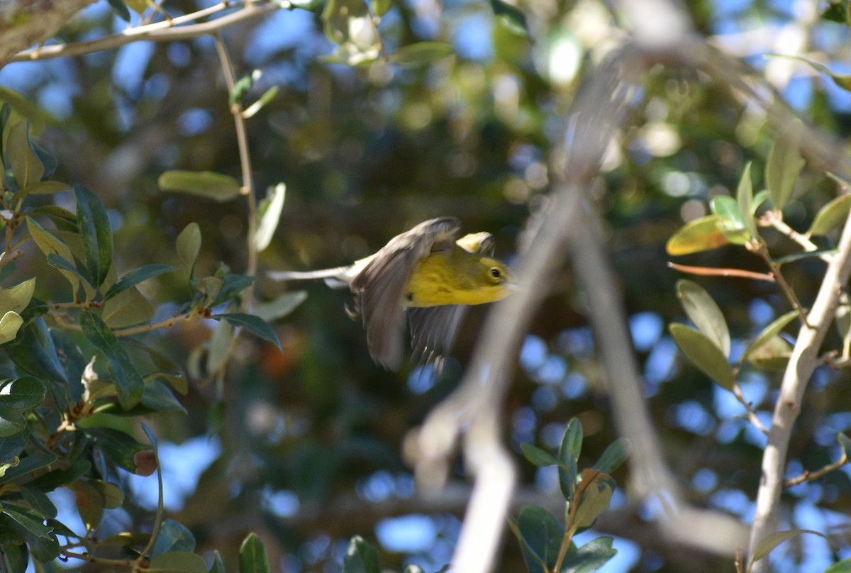 סבכון אורנים - ML647657196