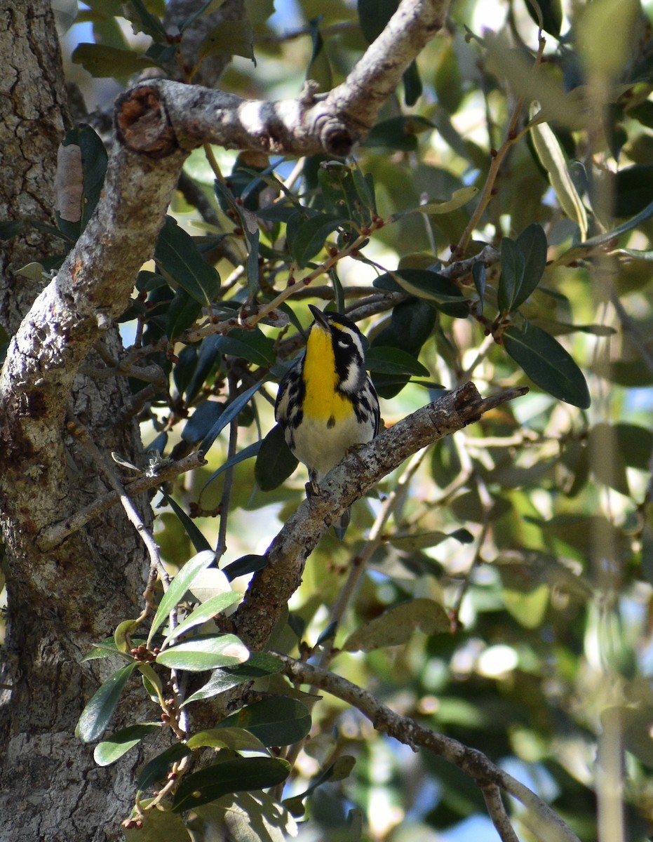 Paruline à gorge jaune - ML647657203