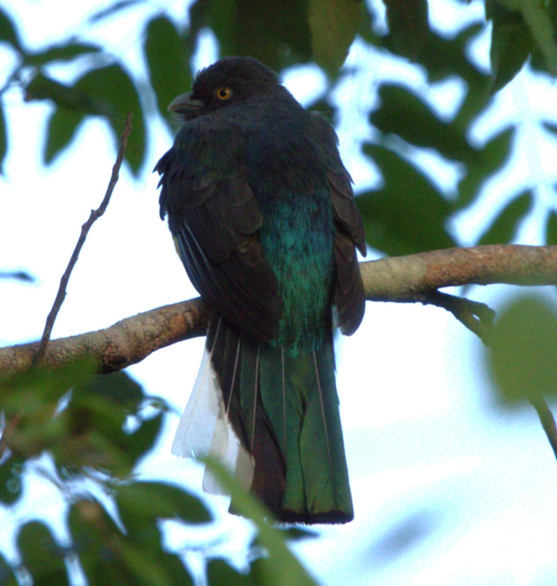 Citreoline Trogon - ML647657230