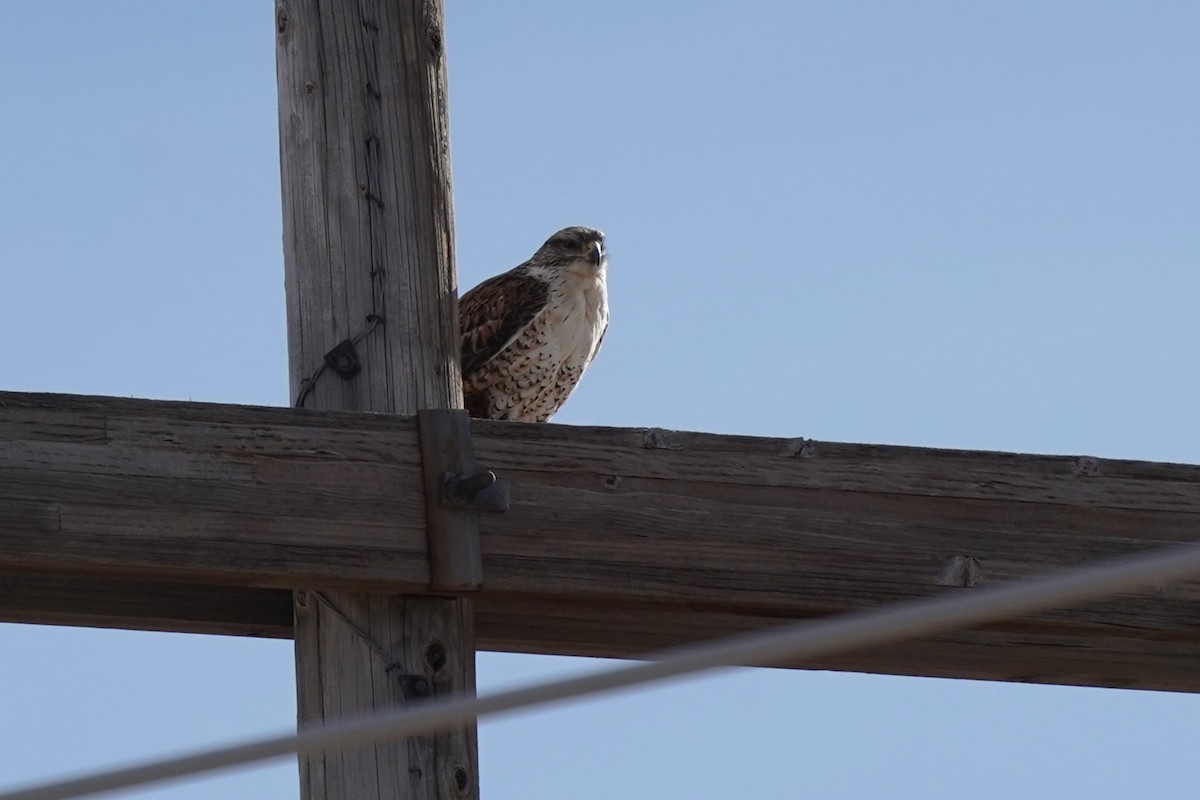 Ferruginous Hawk - ML647657293