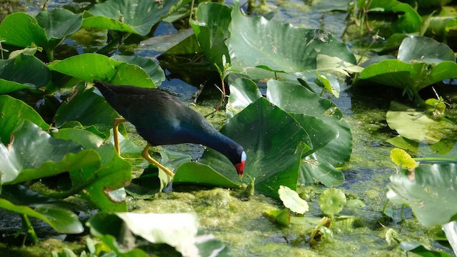 Purple Gallinule - ML647657295