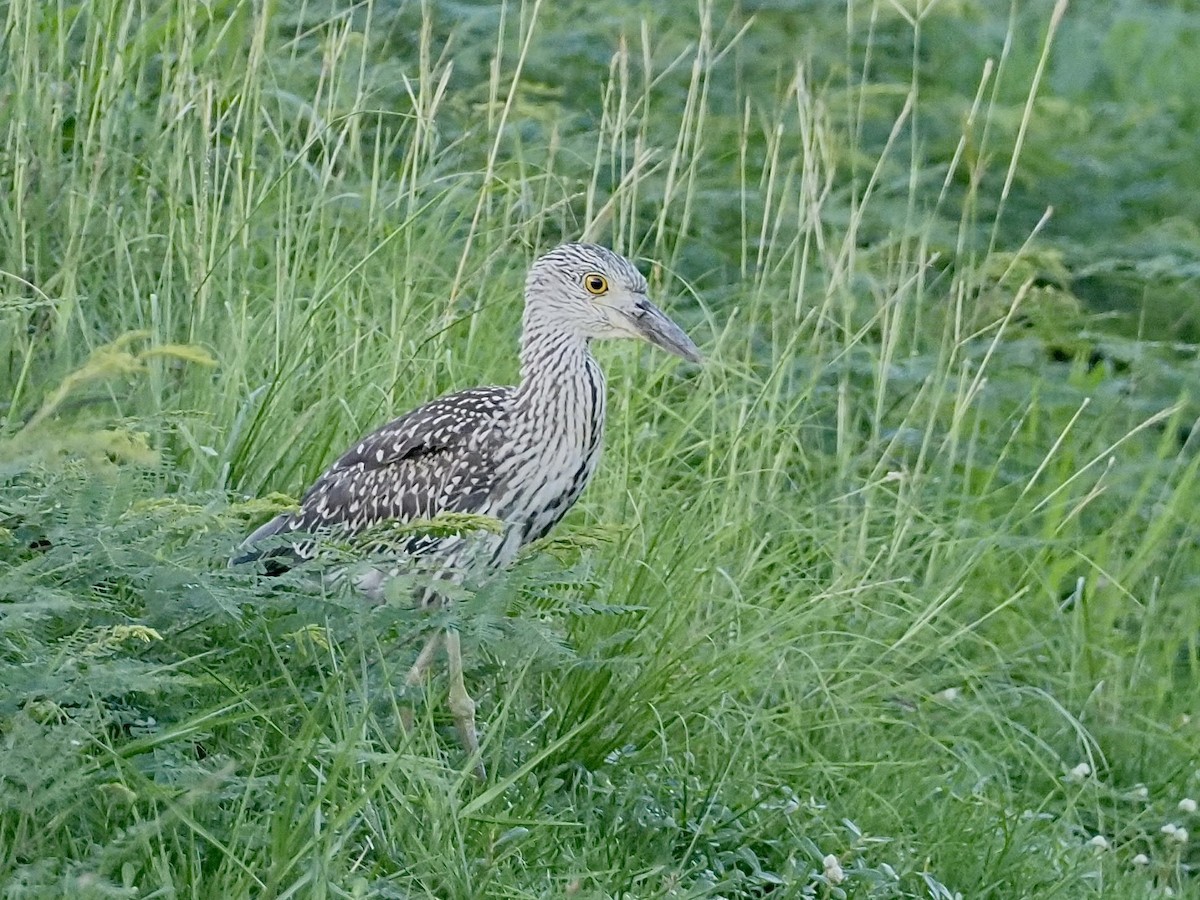 kvakoš žlutočelý - ML647657300