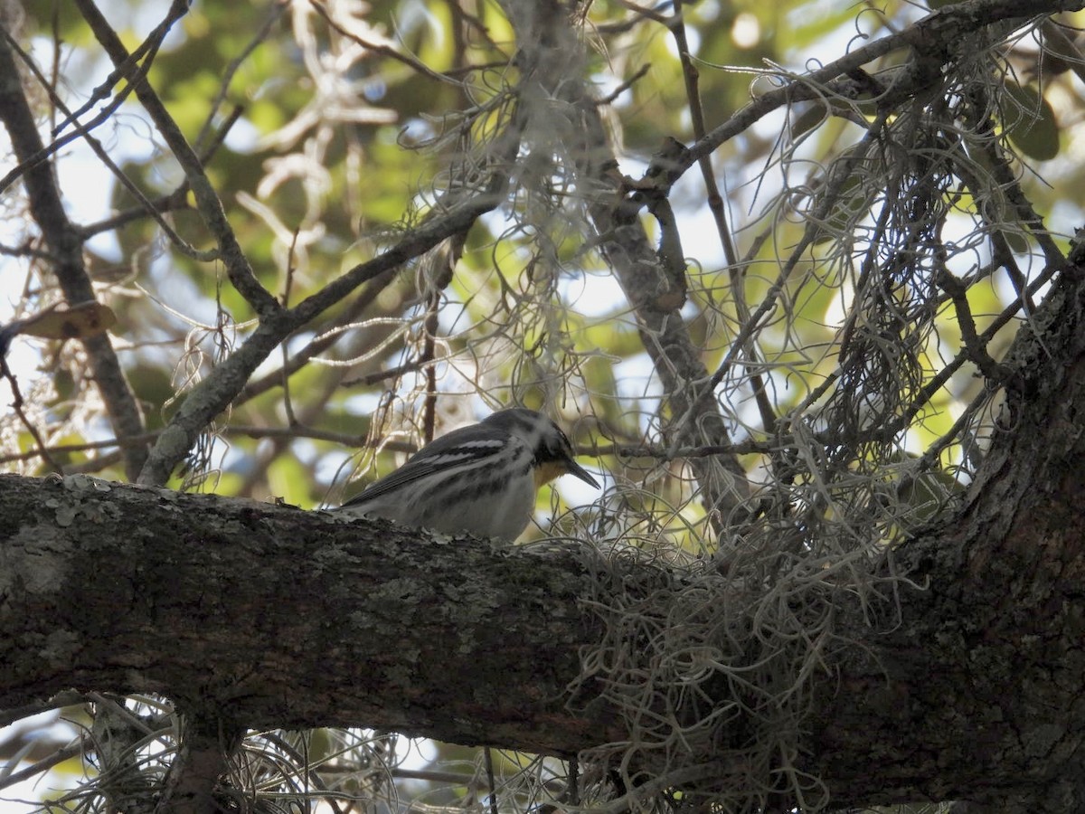 Paruline à gorge jaune - ML647657302