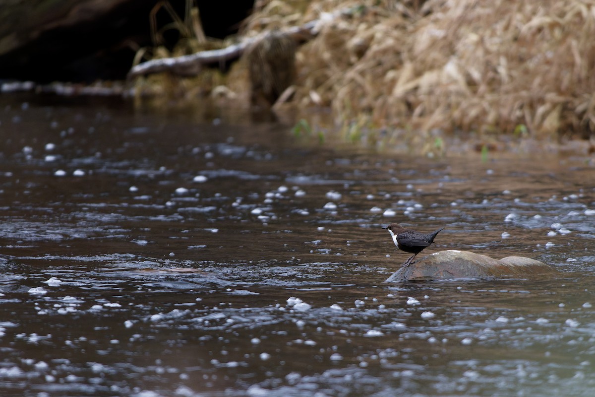 Пронурок біловолий - ML647657305