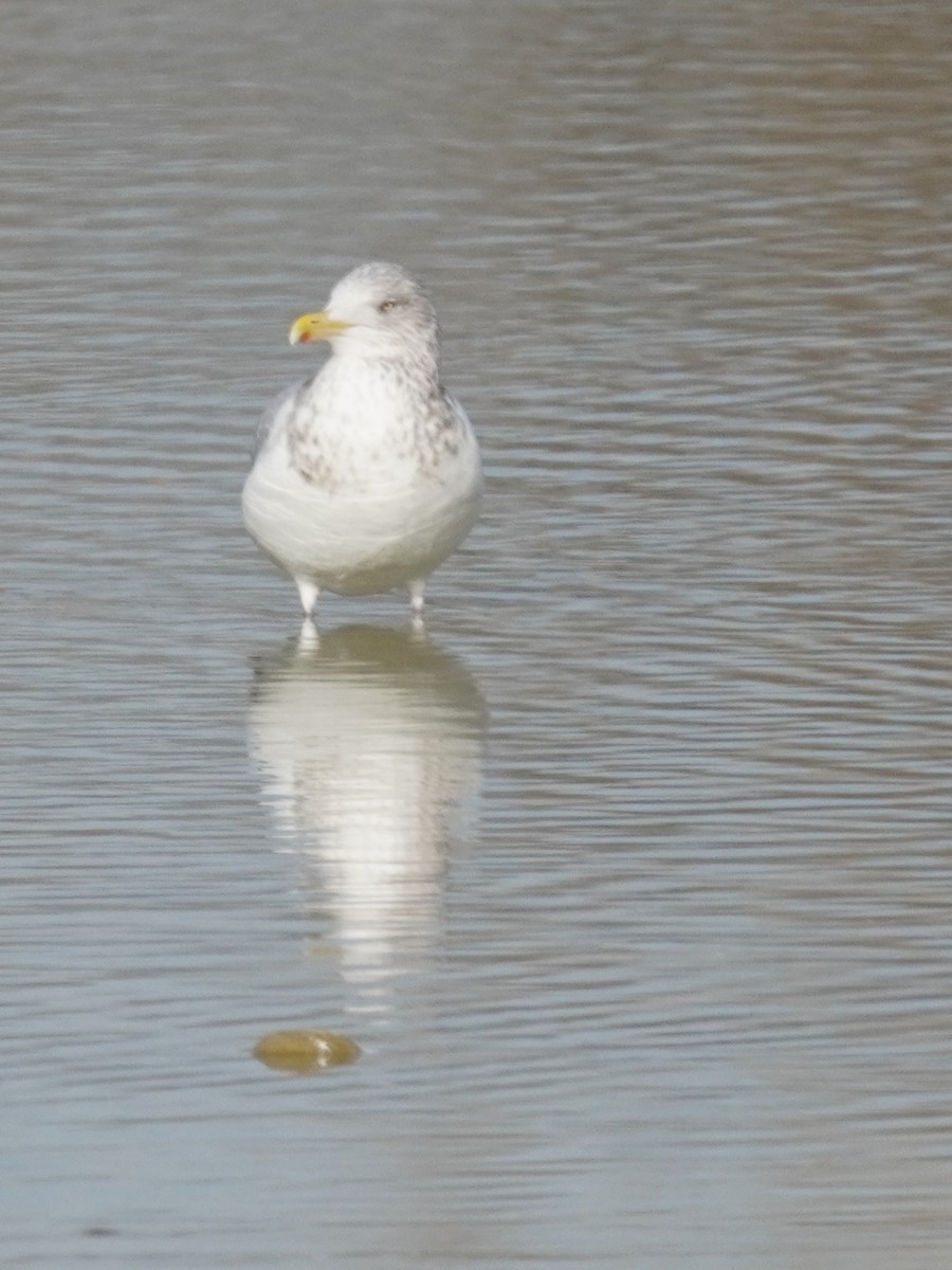 American Herring Gull - ML647657308