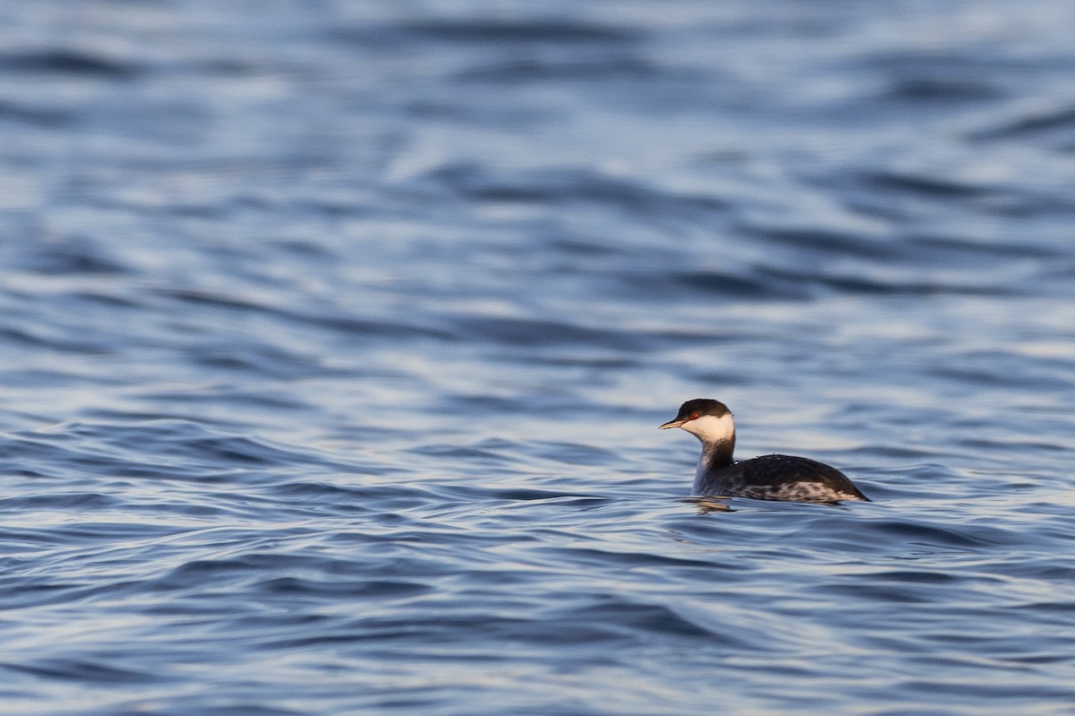 Красношейная поганка - ML647657316