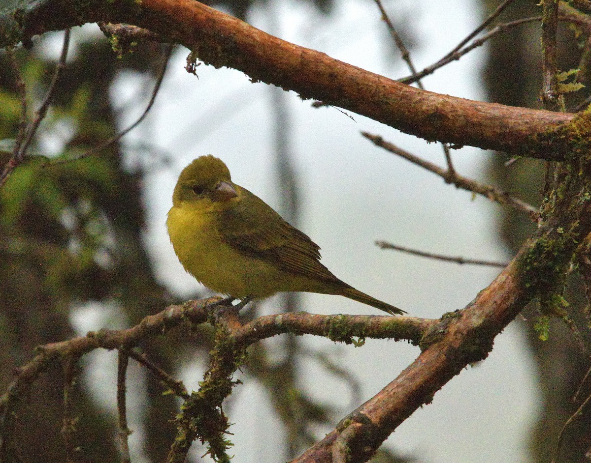 Summer Tanager - ML647657333