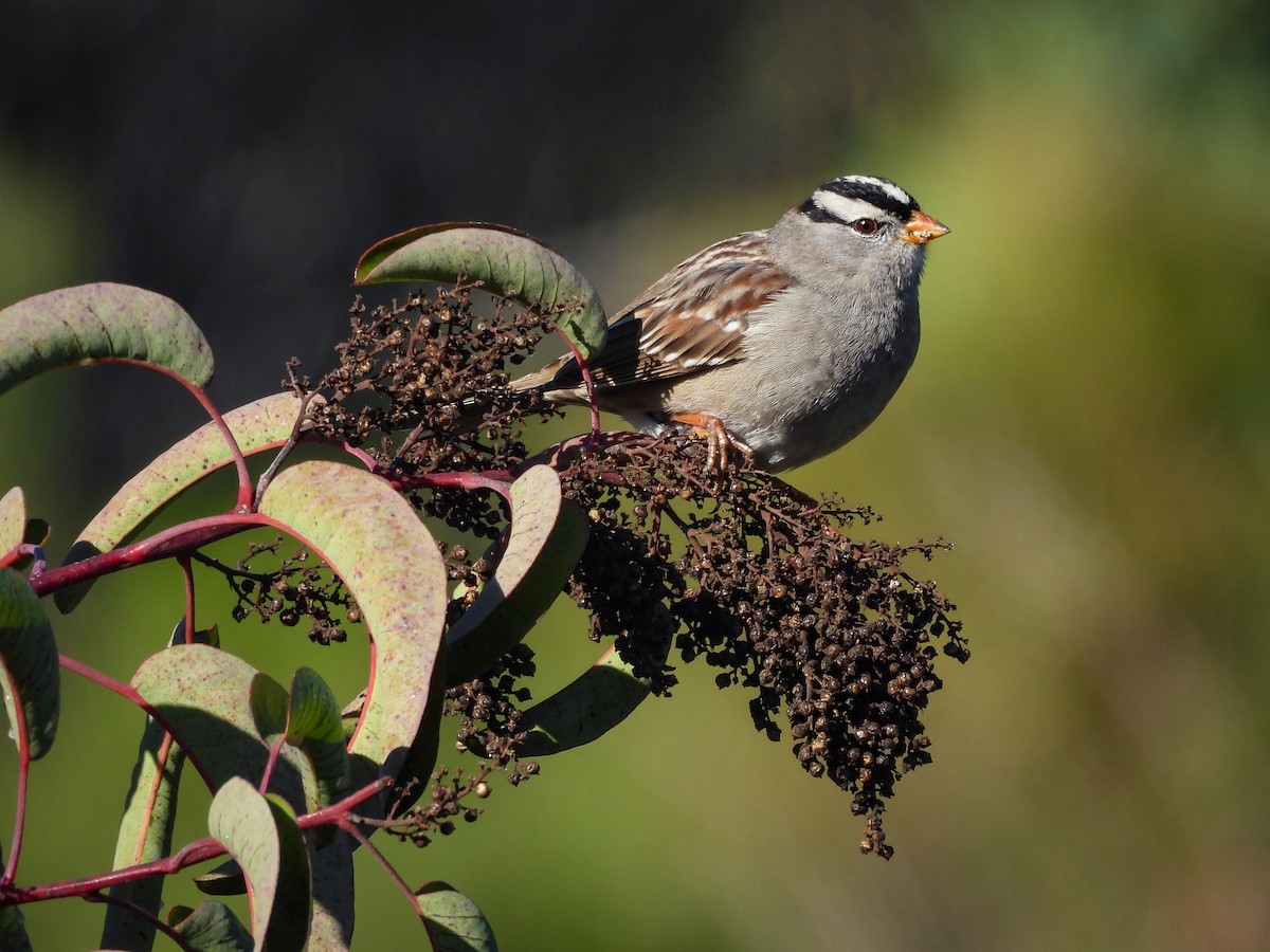 Dachsammer - ML647657342