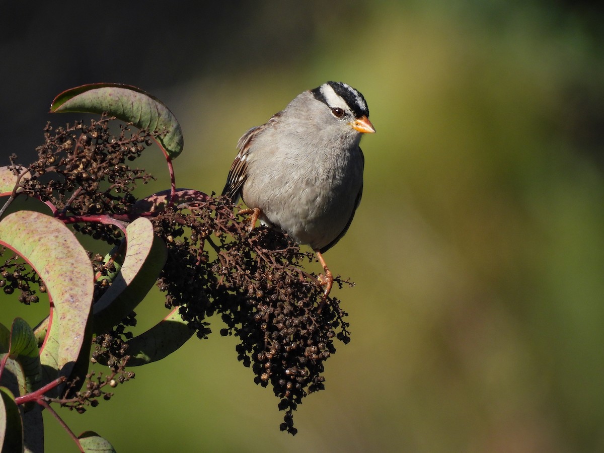 Dachsammer - ML647657343