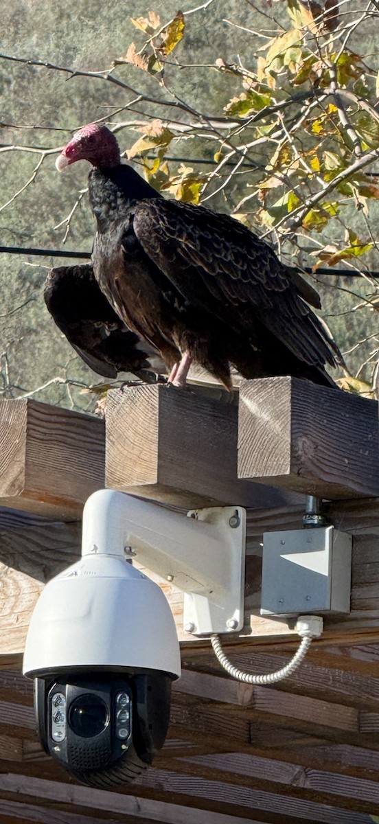 Turkey Vulture - ML647657349