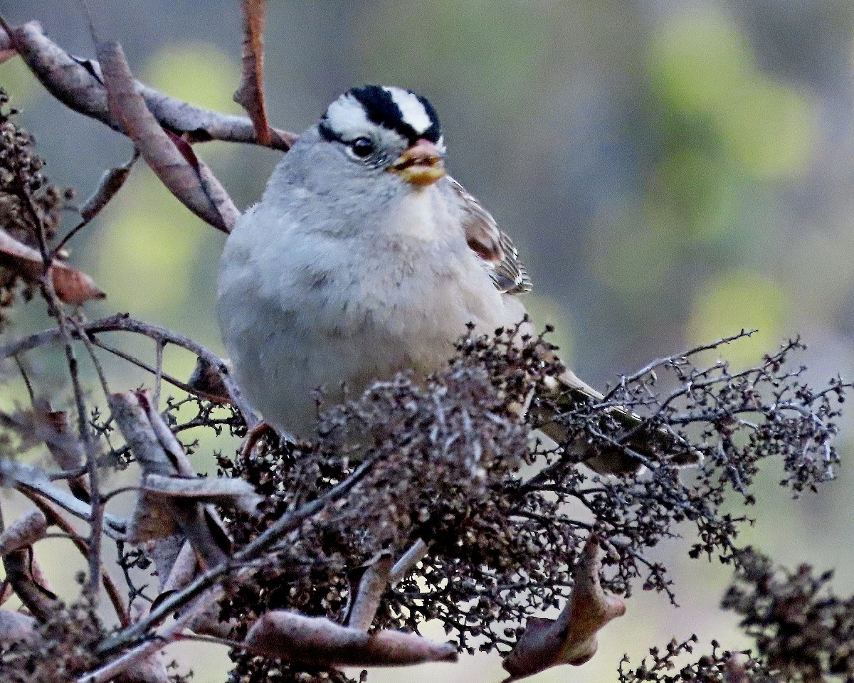 Dachsammer - ML647657352