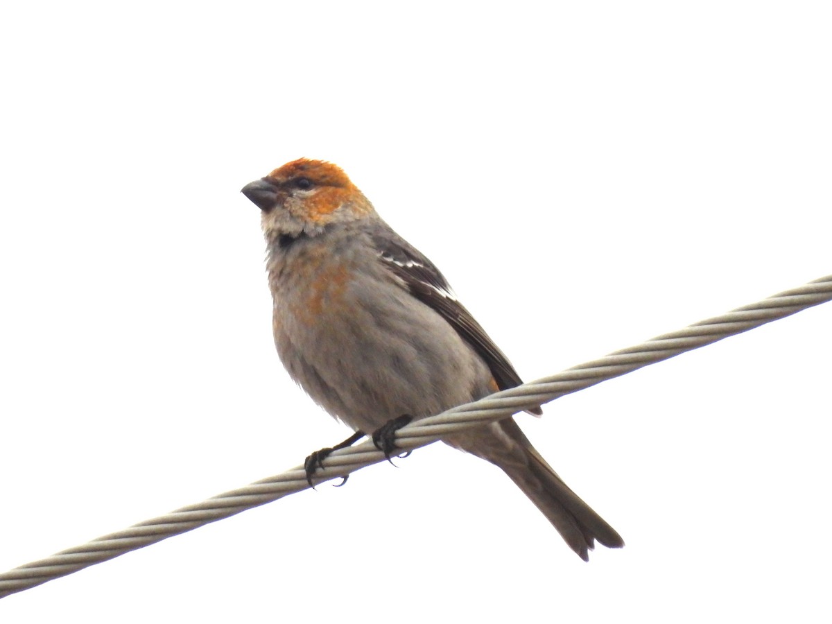 ギンザンマシコ - ML647657359